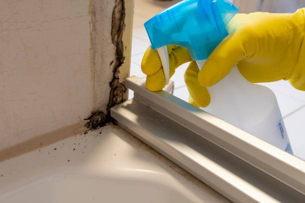 Best Insurance-Related Mold Remediation in Lake Odessa, MI